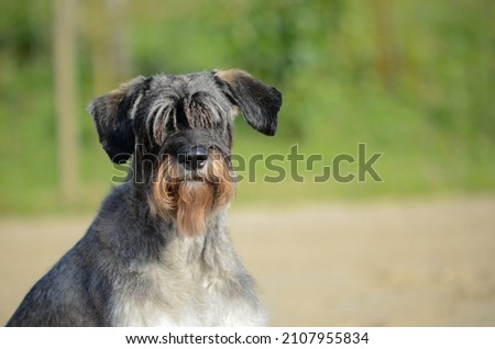 Adorable Riesenschnauzer dog. Picture is taken on the beach.