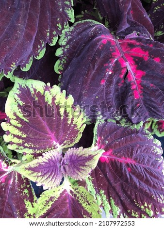 Purple, green and pink leaves 
