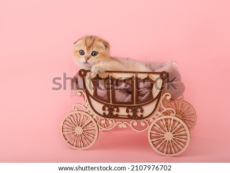 Cute Scottish straight golden shaded chinchilla (ny 11) kittens sitting in the coach on pink background. Funny ginger kitten like a gift. A breed of domestic cat . Postcard or calendar.