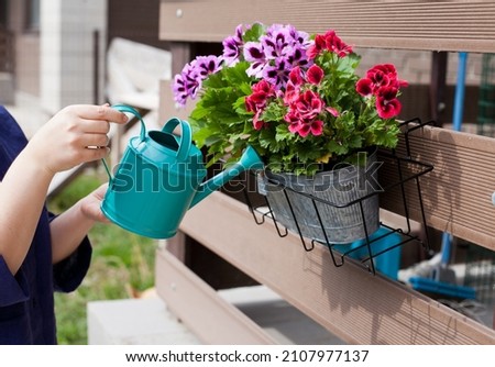 watering colorful geranium flowers with watering can in the backyard garden of the house	
 Royalty-Free Stock Photo #2107977137