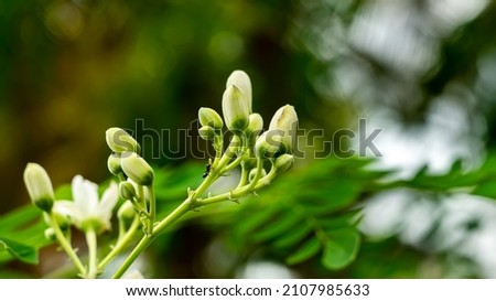 Moringa oleifera is a fast-growing, drought-resistant tree of the family Moringaceae, native to the Indian subcontinent. Common names include moringa, drumstick tree and horseradish tree. Royalty-Free Stock Photo #2107985633