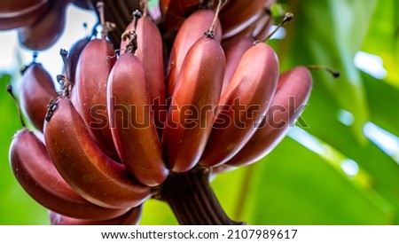 Red bananas are a group of varieties of banana with reddish-purple skin. Some are smaller and plumper than the common Cavendish banana, others much larger. Royalty-Free Stock Photo #2107989617