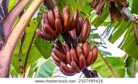 Red bananas are a group of varieties of banana with reddish-purple skin. Some are smaller and plumper than the common Cavendish banana, others much larger. Royalty-Free Stock Photo #2107989626