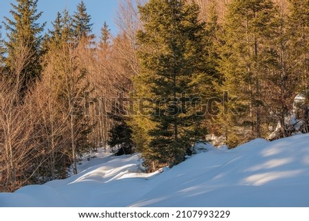 close up horizontal view of a coniferous trees forest, covered in snow at daytime during winter season, weather and nature conservation concepts and backgrounds