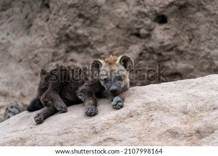 A hyena pup emerges from the den. A baby hyena.