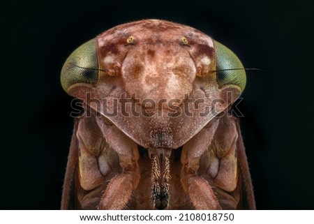 Macro picture of a Leaf Hopper insect with green eyes on a black background