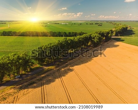Wheat field from a height, top view, photographed by drone