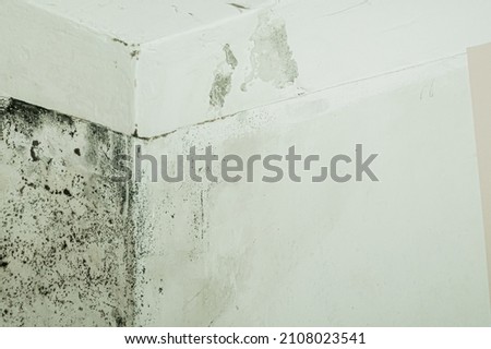 Mold and mildew on the wall in the room. A freezing wall. Dampness on the surface. A leaky ceiling. Selective focus Royalty-Free Stock Photo #2108023541