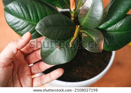 ficus elastic or rubber-bearing with damaged leaves, plant diseases, plant care, a woman's hand holds a broken leaf.
 Royalty-Free Stock Photo #2108027198