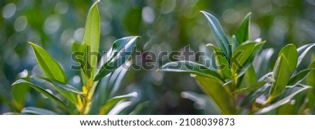 artistic picture with Shallow depth of field -green leaves and light bokeh