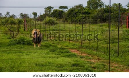 Photo of a lion behind a fence. The lion roars.