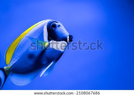 Close-up of a blue fish with a yellow one in an aquarium.