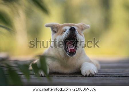 Little akita inu puppy dog yawning resting on a wooden bridge on a bright sunny summer day