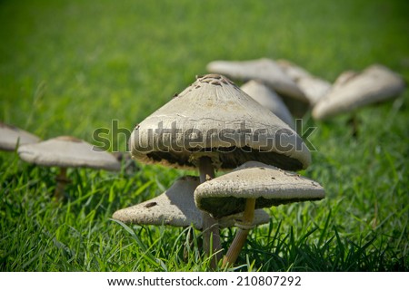 Wild mushrooms family close up