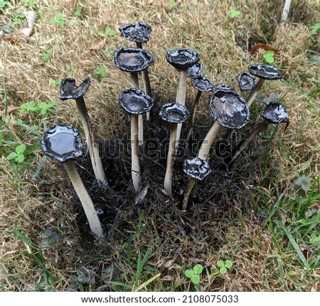 A cluster of self digested and spent shaggy mane mushroom stalks with gooey inky dessicated caps and black stained grass all around them
