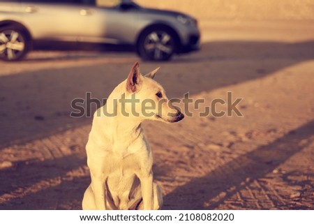 A street dog in sunlight with a car on the background.