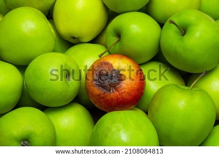 One red rotten apple lies among ripe healthy green apples in full screen. The concept of contamination and expired food products. Royalty-Free Stock Photo #2108084813