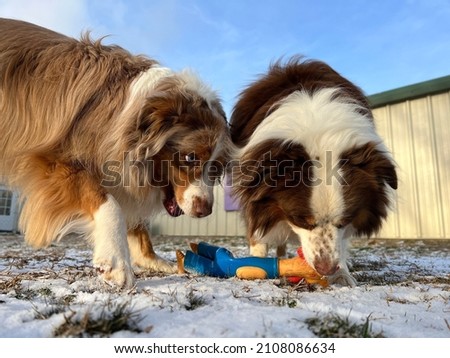 Dogs are resource guarding toys outside in yard  Royalty-Free Stock Photo #2108086634