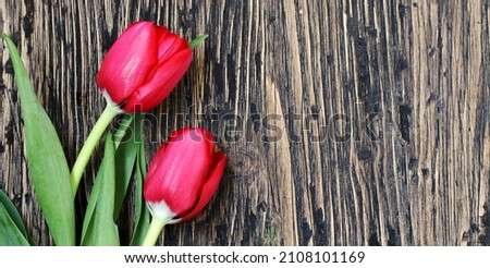 spring flowers red tulips on a wooden background. copy Space,