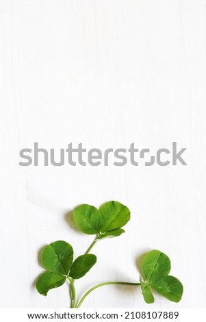 clover leaves on a light background, rustic style.
copy Space,
