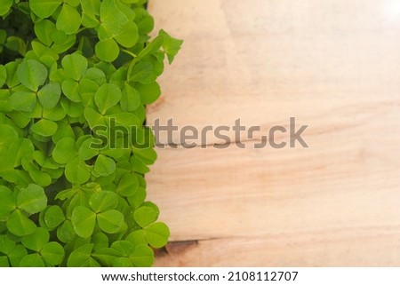Saint Patrick holiday.Wooden board in clover leaves. Wooden blank background and clover plants.Four-leaf clover. Good luck symbol.St.Patrick 's Day.Symbol of Irish culture. Irish traditional holiday