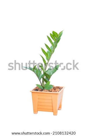 Zamioculcas zamifolia, Zanzibar gem, aroid palm , arum fern with clipping path isolated on white background,  Pot plant with clipping path Royalty-Free Stock Photo #2108132420
