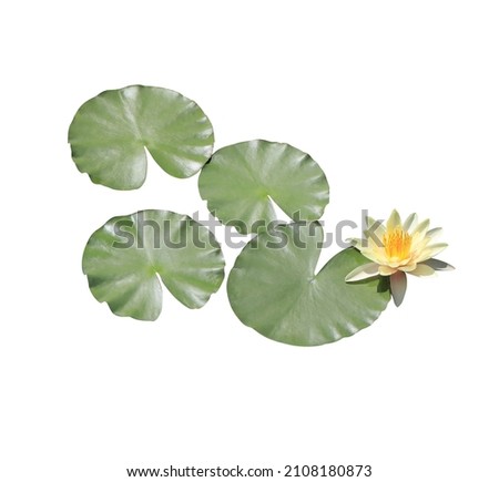 Nymphaea, Water lily, Lotus, Close up beautiful yellow lotus flower bouquet and lotus leaves isolated on white background. The side of yellow waterlily flower and lily pad.