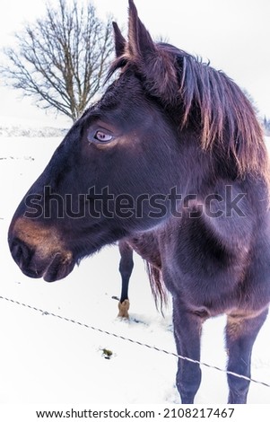 Beautiful, brown horse outdoors during the winter. Winter scenery in Northern Europe with farm animals.