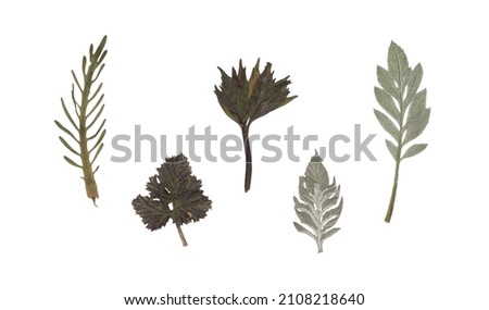 Scan of a set of various green leaves. Deciduous herbarium. Pressed and dried herbs. Fine artistic composition composed of dry flat press leaves on a white background. Royalty-Free Stock Photo #2108218640