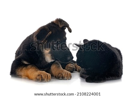 puppy german shepherd and cat in front of white background