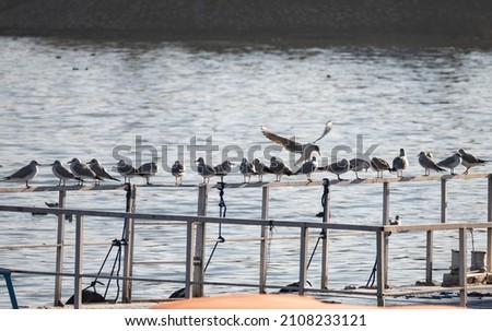 Flocks of seagulls perched on a railing on a terrace by the sea. Seagulls lined up on a metal bar.