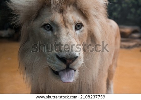 Lion's muzzle in full face. Close up of the muzzle. African animal. Leo shows tongue.