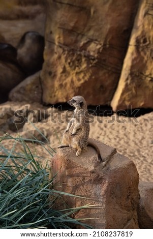 A meerkat sits on a rock. Against the background of a stone wall and a green plant next to the stone.