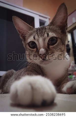 Adorable cat pose and staring at camera