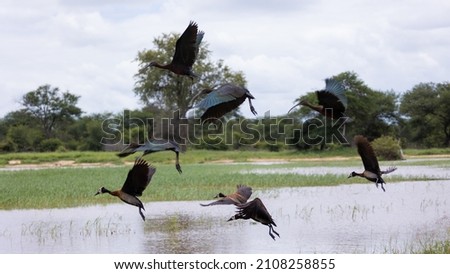 Glossy Ibis and white face whistling ducks in flight Royalty-Free Stock Photo #2108258855