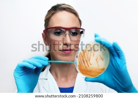 microbiologist working with Colonies of bacteria S. agalactiae in culture medium plate. lab technician holding petri dish with bacterial colonies of Streptococcus agalactiae in the microbiology lab Royalty-Free Stock Photo #2108259800
