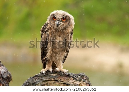 Wild Eurasian Eagle Owl sits outside on a tree trunk in the rain. Red-eyed, six-week-old bird of prey. raining, raindrops rainy weather