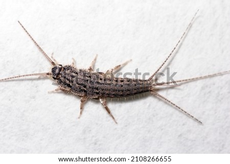Banded silverfish - Thermobia domestica, lateral view, a common household pest.