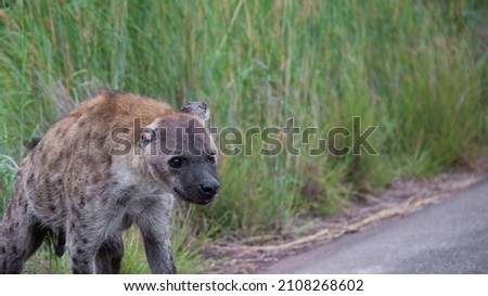 Spotted hyena with a torn off ear
