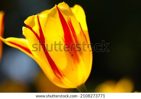 Close-up of a yellow tulip blossom on a natural black background  with copy space for text