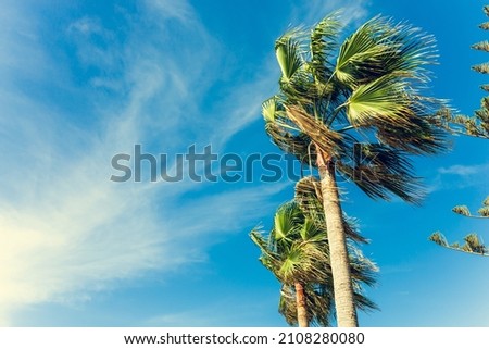 Tall palm trees of Cyprus Nissi Beach on Windy day copy space Royalty-Free Stock Photo #2108280080