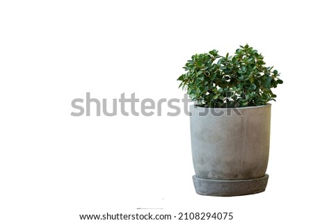 Plants in round pots, made of cement, isolated white background.