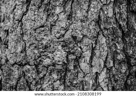 Tree bark pattern texture black and white