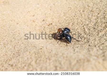 beetles fight for food in the desert on the hot sand of the hot sun