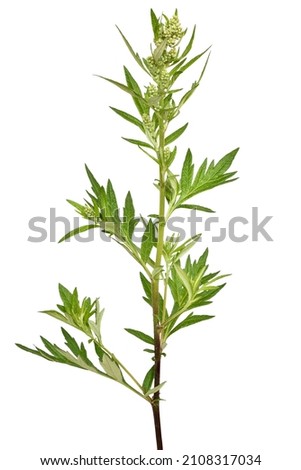 Artemisia vulgaris, common mugwort flower isolated on white background