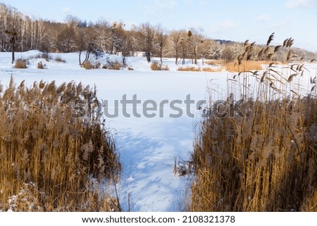 Winter frozen lake under the snow, framed by reeds. Front view, copy space
