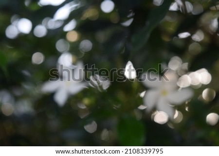 blurry photo of Jasmine flower. it can become background. 