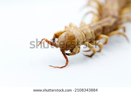 head of centipede sampling. it was stuffed since 2017 and found in tropical forest in Chiang Mai Thailand