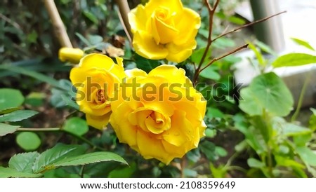 Beautiful pic of Yellow rose 