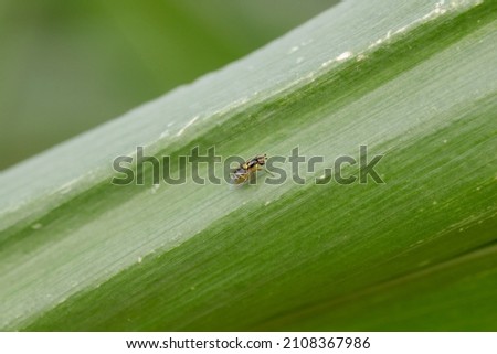 Chlorops pumilionis is a species of pest fly from the family Chloropidae. It is also known as the chloropid gout fly or barley gout fly. It is an oligophagous pest of cereal crops.